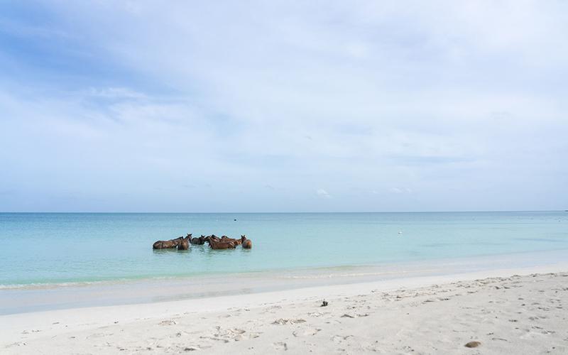 較有價值的小國家投資入籍是誰？探討高性價比投資入籍的選擇