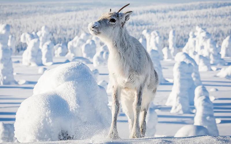 移民咨詢律師費用誰出？探討費用分擔(dān)與申請者的權(quán)益