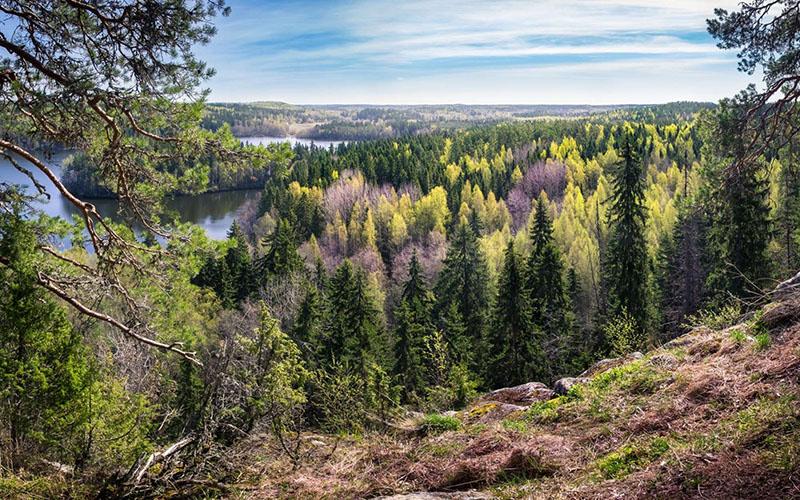 移民機構選擇哪個？全方位分析與建議