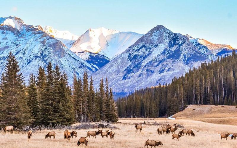 中國(guó)為何進(jìn)行對(duì)外投資移民？分析背后的關(guān)鍵原因