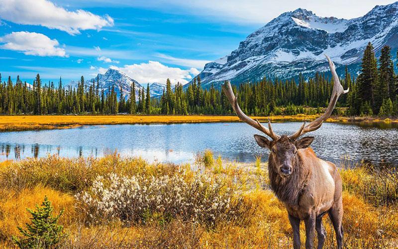 移民為啥要中介公司？了解中介在移民過程中的作用和優(yōu)勢